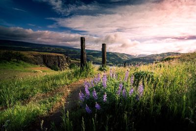 Purple flowers growing in field