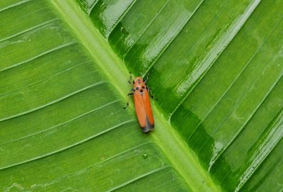 Close-up of insect on leaf