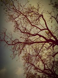 Low angle view of tree against sky