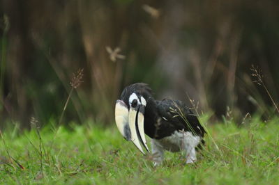 Duck on a field