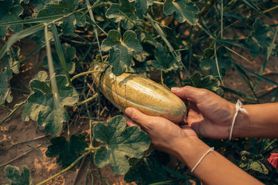 Midsection of person holding pumpkin plant