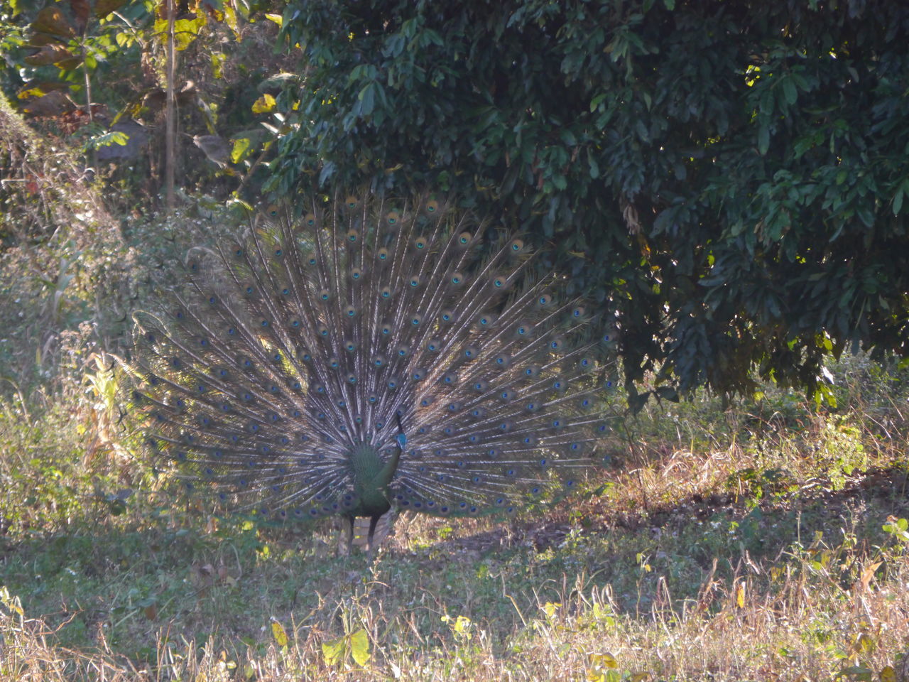 VIEW OF A BIRD FLYING