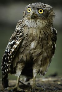 bird