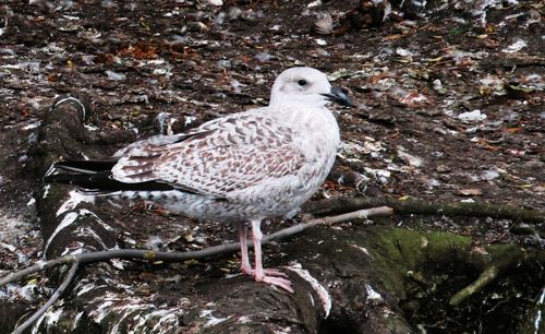 High angle view of seagull perching on land