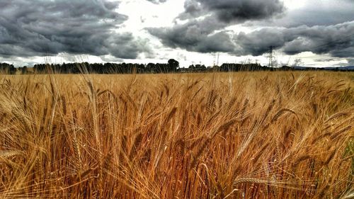 Scenic view of field against cloudy sky