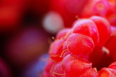 Close-up of red flower