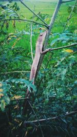 Close-up of lizard on tree
