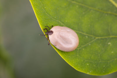 Close-up of snail on leaf