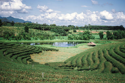 Scenic view of agricultural field against sky