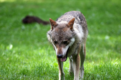 Portrait of dog on field