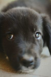 Close-up portrait of black dog