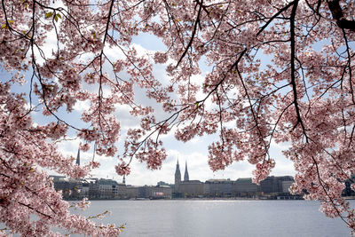 Cherry blossoms against sky during autumn