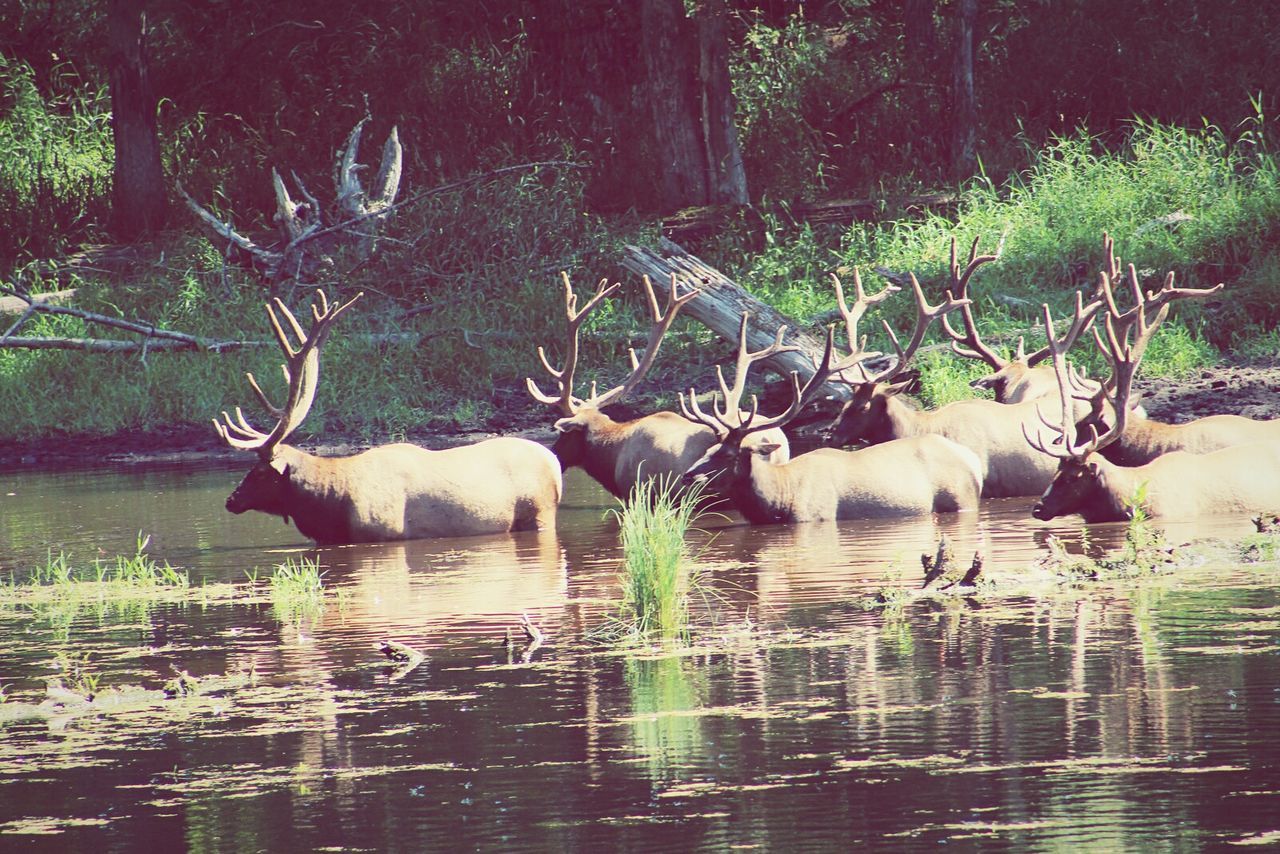 animal themes, water, tree, mammal, lake, animals in the wild, wildlife, waterfront, domestic animals, reflection, nature, one animal, river, forest, plant, two animals, day, bird, outdoors, no people