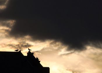 Low angle view of bird flying against cloudy sky