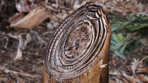 Close-up of log