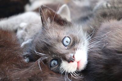 Close-up portrait of a cat