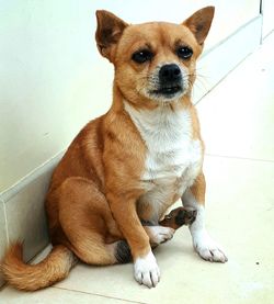 Close-up portrait of dog sitting on floor