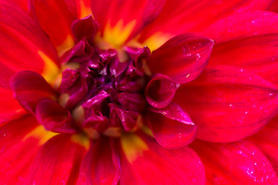 Close-up of red dahlia