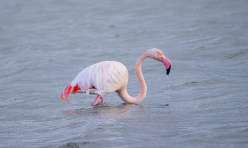 Pink flamingo looks for food in the molentargius pond in cagliari, southern sardinia