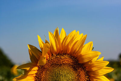 Close-up of sunflower against clear sky