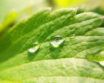 Close-up of water drops on leaf