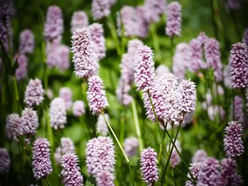 Close-up of pink flowers on field