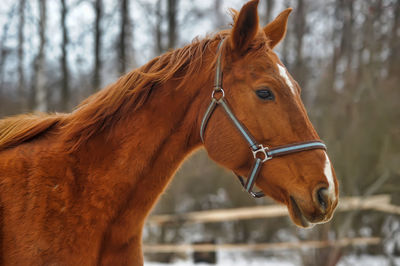 Horse standing in ranch