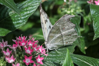 Close-up of butterfly pollinating on flower