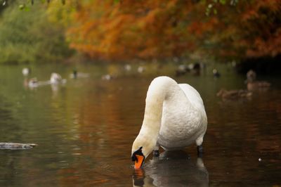 Swan swimming in lake