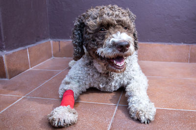 Injured dog with bandaged leg