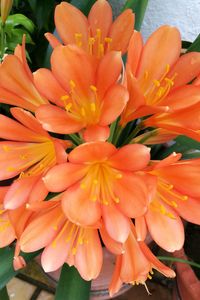 Close-up of day lily blooming outdoors