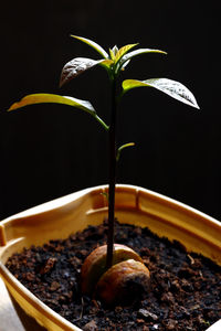 Close-up of potted plant