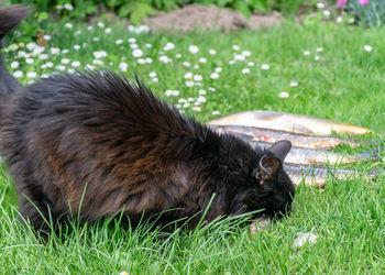 View of cat lying on grass