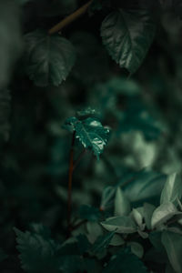 Close-up of green leaves on plant