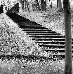 Steps amidst trees