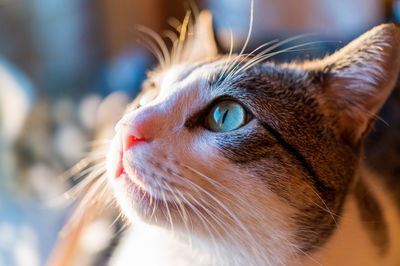 Close-up of cat