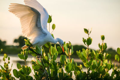 Close-up of bird flying against the sky