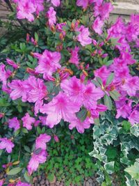 High angle view of pink flowering plants