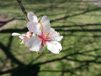 Close-up of white cherry blossom tree