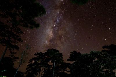 Low angle view of trees against sky at night