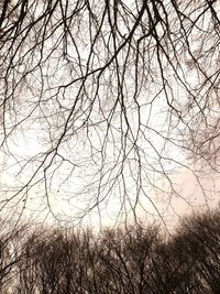 Low angle view of bare tree against sky