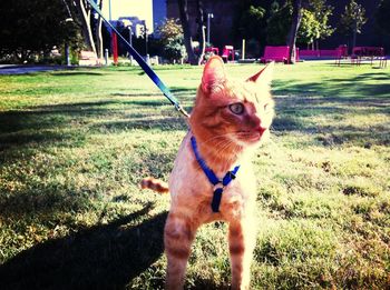 Dog looking away on grassy field