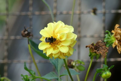 Close-up of bee on yellow flower