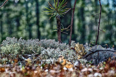 Close-up of plants growing in forest