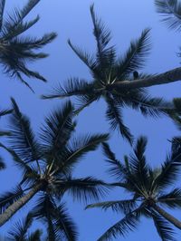 Low angle view of palm trees against sky