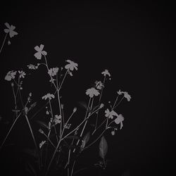 Close-up of flower plant