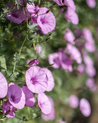 Close-up of pink flowering plant in park