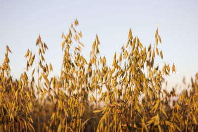 Close-up of oats crop against clear sky