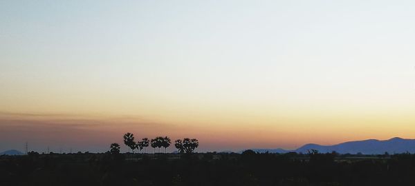 Silhouette trees against clear sky during sunset