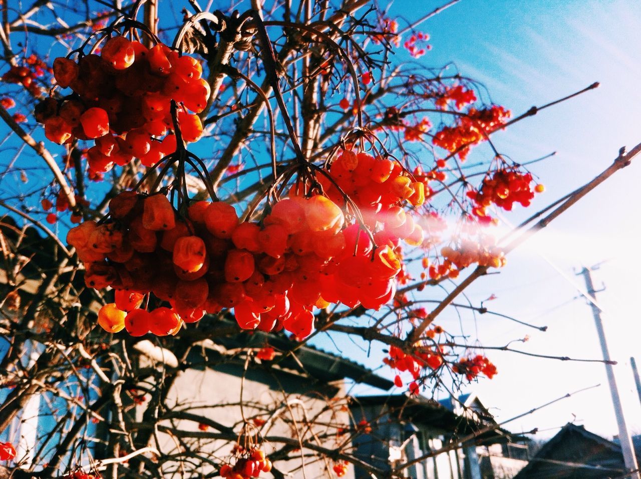 low angle view, branch, tree, built structure, red, building exterior, architecture, flower, bare tree, growth, clear sky, sky, decoration, nature, lighting equipment, orange color, sunlight, freshness, day, no people